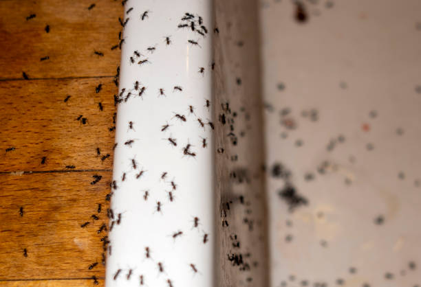 Best Pest Prevention Services  in Roselle, NJ