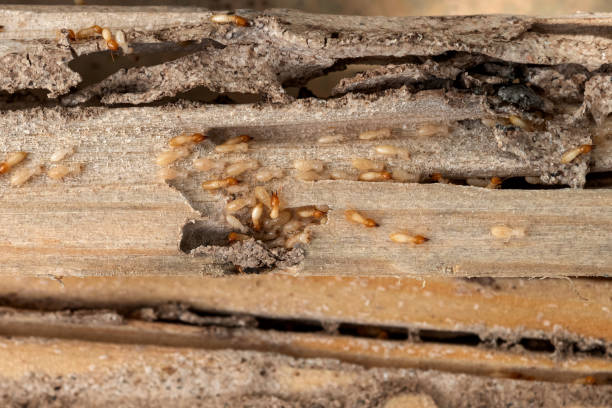 Best Pest Control Near Me  in Roselle, NJ